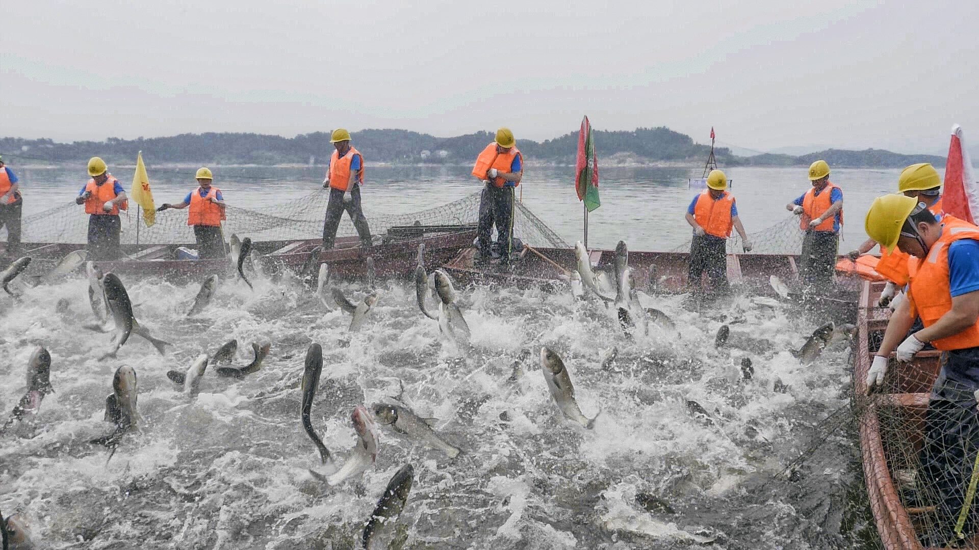 2022花白鲢鱼种收购信息发布